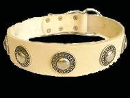 American Bulldog dog collars