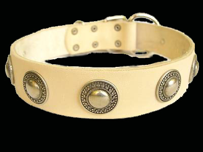 American Bulldog leather collar