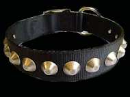  dog collar