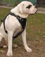 American Bulldog harness