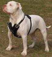 American Bulldog harness