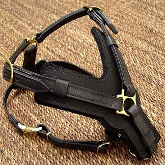 American Bulldog harness