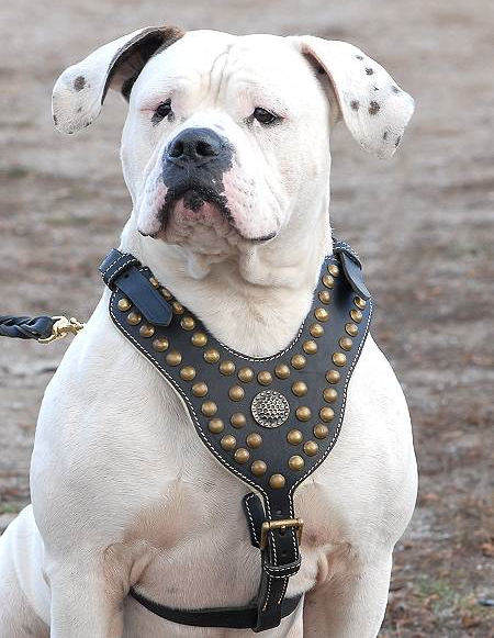 American bulldog Harness