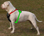 dog harness 