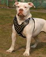 American Bulldog harness