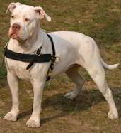 American Bulldog harness