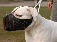 American Bulldog muzzle