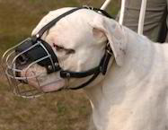 wire basket American Bulldog muzzle