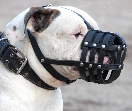 American bulldog muzzle